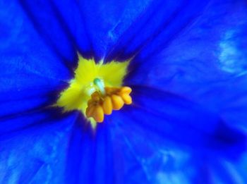 Close-up of yellow flower