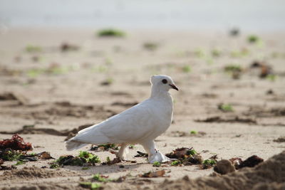 Seagull perching on a land