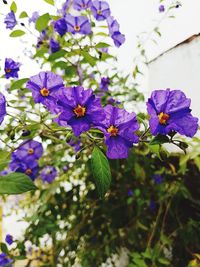 Close-up of purple flowers