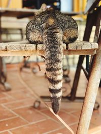 Close-up of an animal on table