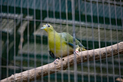 Close-up of bird perching outdoors