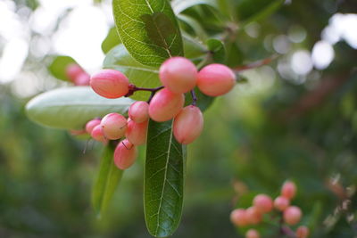 Close-up of berries growing on tree