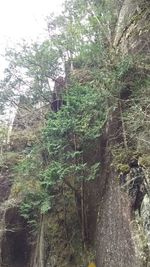 Trees growing in forest