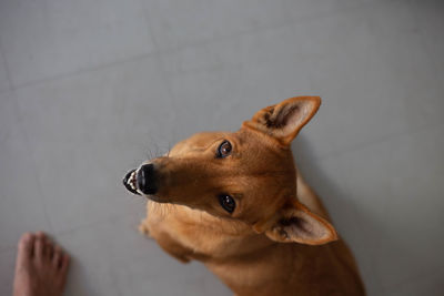 Dog looking at camera