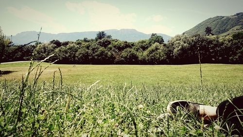 Scenic view of grassy field against sky