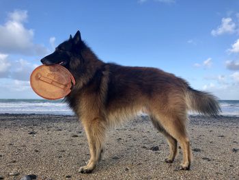 Side view of a dog on the beach