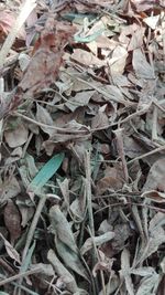 Close-up view of leaves