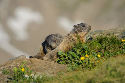 Alpine marmots - marmota marmota in hohe tauern national park