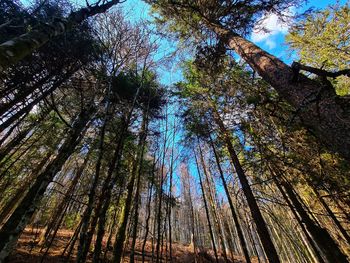 Low angle view of trees in forest against sky