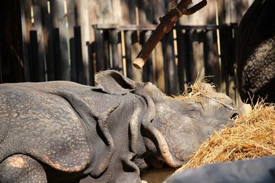 Close-up of a sleeping rhino 
