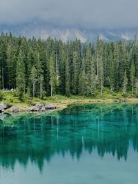 Scenic view of pine trees in lake