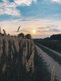 Scenic view of field against sky during sunset