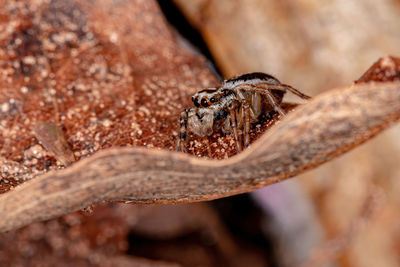 Close-up of insect