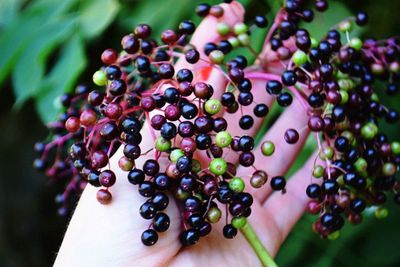 Close-up of cropped plant