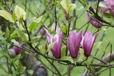 Close-up of pink flowering plant
