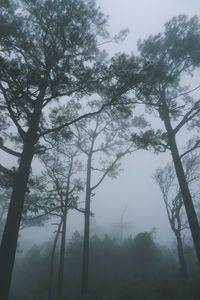 Low angle view of trees in forest against sky