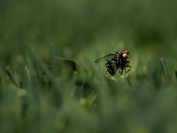 Close-up of fly on leaf