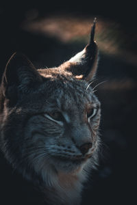 Close-up of a cat looking away