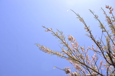 Low angle view of flowering plant against clear blue sky