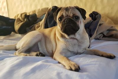 Portrait of dog sitting on bed