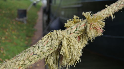 Close-up of damaged rope