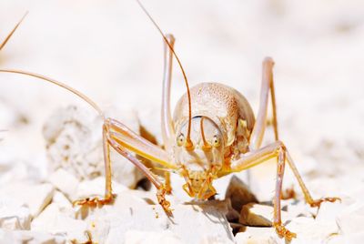 Close-up of grasshopper on land