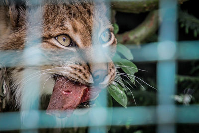 Close-up portrait of a cat