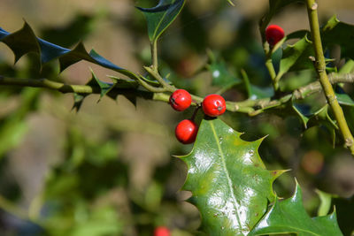 Close-up of red berries growing on tree