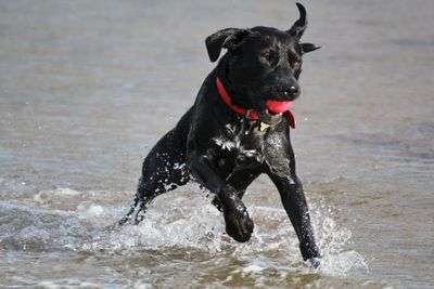 Black dog on water