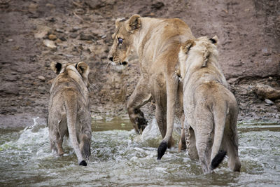 Lions in lake