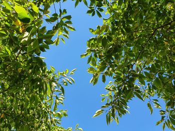 Low angle view of tree against sky