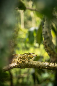 Close-up of lizard on tree