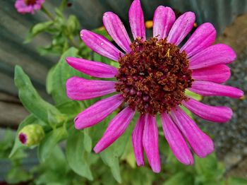 Close-up of pink flower