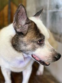 Close-up of dog looking away