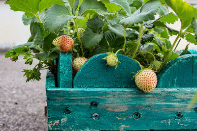 Close-up of fruits on plant