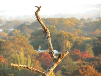 Close-up of giraffe against sky at sunset