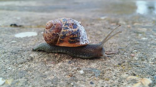 Close-up of snail