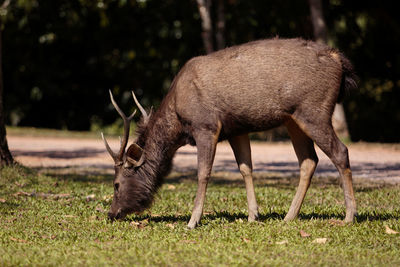 Male sambar deer in khaoyai national park thailand