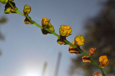 Low angle view of plant against sky