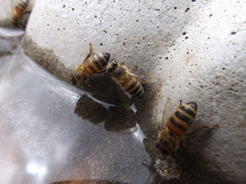 Close-up of bees drinking water