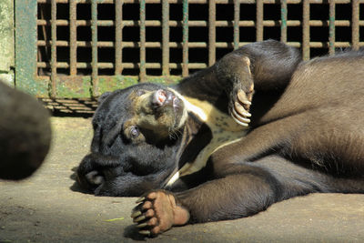 Sun bear sleeping lazily at gembira loka zoo, yogyakarta, indonesia.