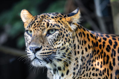 Close-up of a cat looking away