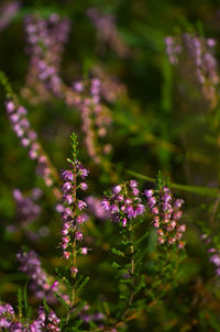 Close-up of purple flowering plants on field