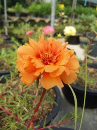 Close-up of orange flower blooming outdoors