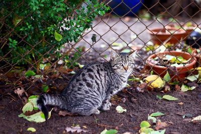 Portrait of cat