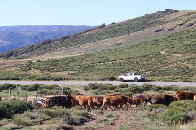 Cows on field by mountains