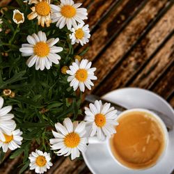 High angle view of daisies on table