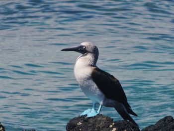 Bird on water