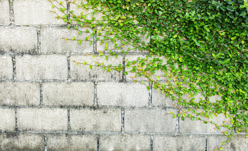 Close-up of ivy on wall