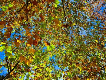 Low angle view of flowering tree